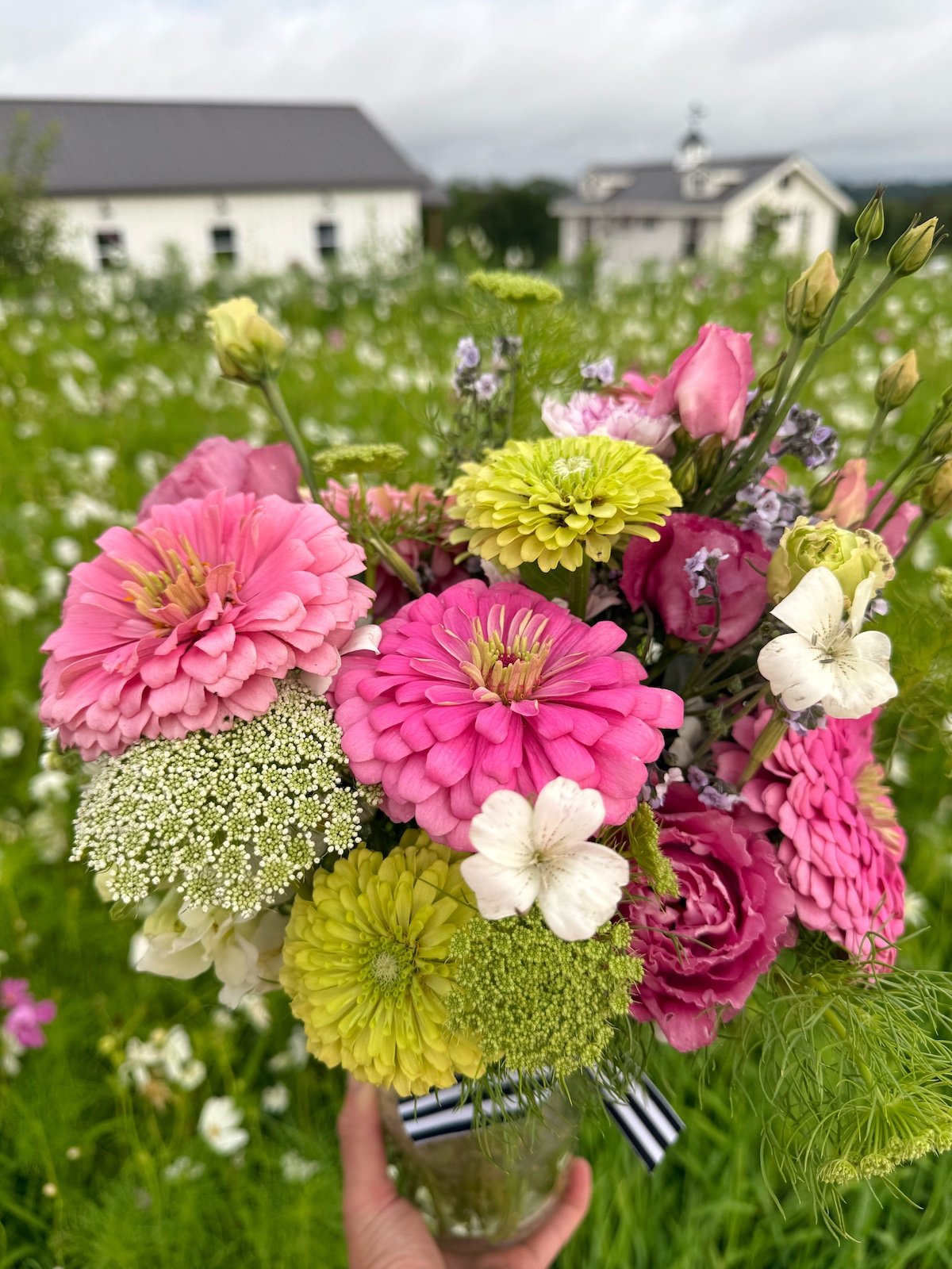 ammi+in+bouquet.jpg?format=1000w